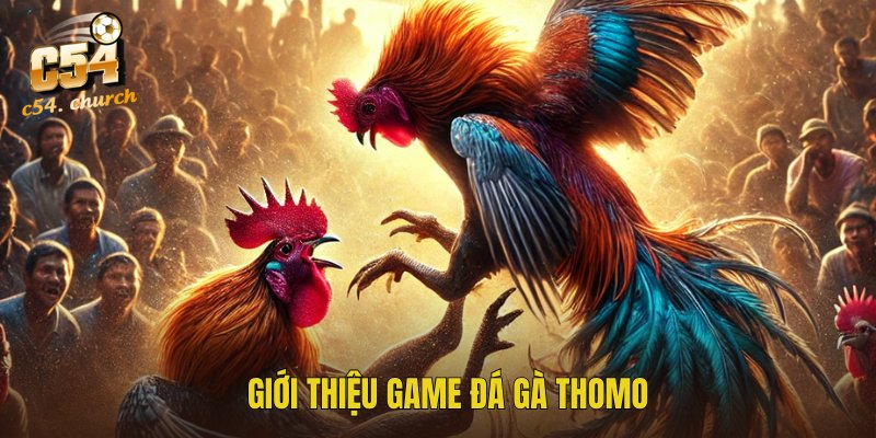 Tổng quan về chọi gà Thomo