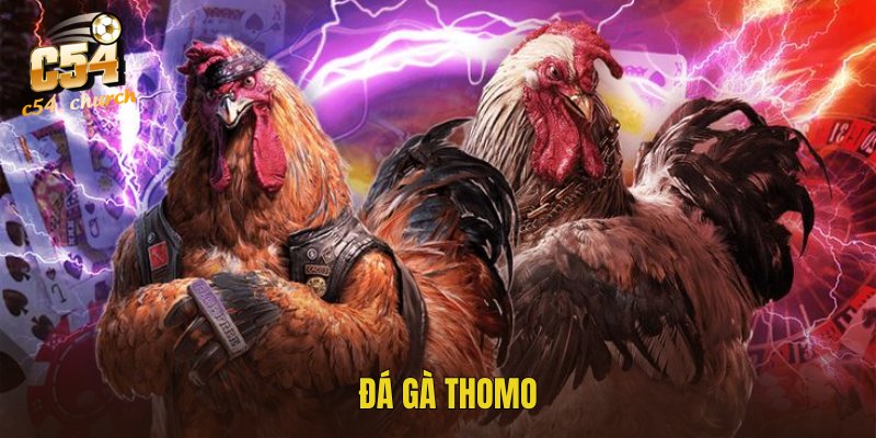 Đá gà Thomo – Sàn Chọi Nảy Lửa Hấp Dẫn Nhất 2025